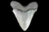 Juvenile Megalodon Tooth - Georgia #101329-1